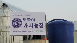 가지볶음용 울통불통 보라빛 못난이가지 (노지2kg/5kg) 가지꼭지 건가지 택배비별도 : 뽀득이가지농장