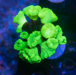 [LPS] 메탈릭 캔디 : 코통령