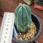 다육식물 3종 세트 괴마옥 석화 용신목 파인애플 선인장 키우기 : 그리너리 농장