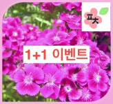 사계절패랭이 상록패랭이 수염패랭이 종자씨앗 할인 꽃씨앗 채소씨앗 구근식물 야생화 약초 포천매화동농장 씨앗모음 : 포천매화동농장