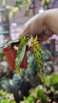 베고니아 암피옥서스 : 식식의풀방 SSplants