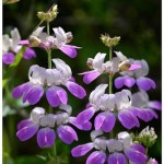 [원예용 씨앗모듬 1127] 화분으로 기르기 좋은 키작은 원예용 씨앗 4선 : 모야모가든센터