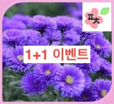 아스타 씨앗(50립) -숙근아스타 아스타국화 국화 과꽃 겹과꽃 종자씨앗 할인 꽃씨앗 채소씨앗 구근식물 야생화 약초 포천매화동농장 씨앗모음... 