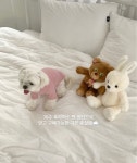코지댕댕 기본 충실 데일리 무지 티셔츠S  강아지옷 강아지이너 : 코지댕댕COZYDANG