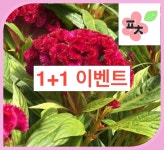 [1+1]맨드라미 씨앗(400립) -종자씨앗 할인 꽃씨앗 채소씨앗 구근식물 야생화 약초 포천매화동농장 씨앗모음 : 포천매화동농장