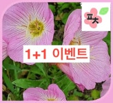 [1+1]분홍 낮달맞이 씨앗(300립) -달맞이 달맞이씨 달맞이꽃 종자씨앗 할인 꽃씨앗 채소씨앗 구근식물 야생화 약초 포천매화동농장 씨앗모음... 