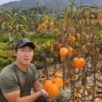 특왕대봉 감나무묘목 야오끼 감나무 묘목 접목4년(5년생)R삼점 왕대봉 : 나무키움묘목농원