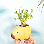 와이키키농장 오소나 레트로사 희귀 아프리카 선인장 카피바라 귀여운 동물 화분 반려식물 : 와이키키 농장