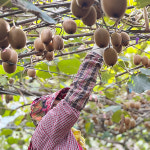 국산 햇키위 고성 딱딱이 참다래 3kg 5kg 생과 쥬스용 선물세트 : 지엔베스트