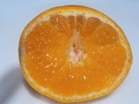 유라조생 효돈감귤 노지 성전귤 제주농장 타이백 못난이 황금향 : 더준마켓