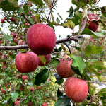 사과 경북 햇 부사 사과 3kg 5kg 가정용 못난이사과 못난이부사 꿀사과  햇사과 : 이슬머금88