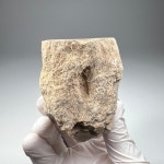 나무 화석(pe1130) 규화목 Petrified wood Fossil 화석표본 중생대 백악기 : 석보 코리아