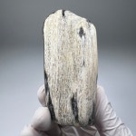 나무 화석 규화목 Petrified wood Fossil 화석표본 신생대 플라이오세 : 석보 코리아