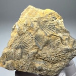 완족류 화석 Atrypa desquamate Brachiopoda Fossil 화석표본 고생대 데본기 : 석보 코리아