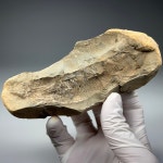 어류 화석 Dastilbe elongatus Fish Fossil 화석표본 중생대 백악기 : 석보 코리아