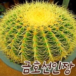 [포도밭] 명품금호선인장 대형금호선인장 금호선인장 재물선인장  선인장 화분 인테리어 선물 : 포도밭