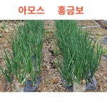 장기저장용 내병성 양파모종 아마란 406구(보장340구) : 조촌식물병원육묘장