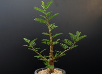 세나 메리디오날리스 -241105  아프리카식물 농장 코덱스 선인장 에이플랜트 : 에이플랜트