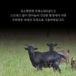 흑염소 즙 진액 혼합추출액 홍삼액 자연방목 70g : 수상한 알약상점