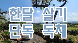 한달살기 단독 독채 함덕해수욕장 차량 5분 마당 넓은 30평 주택 한달살기 보름살기 일주일 살기 최대8인 가능 : 그린힐민박