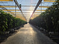 썬메이트 프리미엄 파프리카 혼합 5kg [농장직송] GAP경진대회 대상 : 썬메이트 파프리카