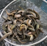 추어탕 식탁을부탁해 추어탕밀키트 국산 통미꾸라지 국산추어탕 : 식탁을 부탁해