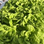 프잇 유러피안 샐러드 친환경 무농약 야채 유럽 쌈채소 6종 버터헤드 멀티리프 등 : FEAT