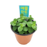 꽃집아가씨 미니화분 애플민트 허브 (3그루) 세트 : 꽃집아가씨.