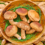 농가살리기 참나무 재배 무농약 송향버섯 500g 1kg : 농가살리기
