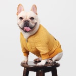 골든독 아빠스타일 경량자켓  M-4XL 프렌치불독 웰시코기 시바견 슈나우저 소형견 중형견 : 골든독