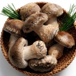 솔송고버섯 소 1kg 국내산 송이맛 표고버섯 친환경 무농약 대관령 : 강릉표고버섯농장