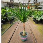 드라세나 드라코(한목대) 높이 70-90cm : 범수농장