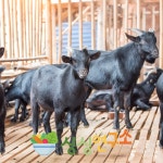 1등급 국내산암컷 HACCP 흑염소고기 1kg 염소고기 : 싱싱 연구소