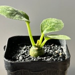 아프리카식물/도르스테니아 포에티다-4831 코덱스 점박무늬 아프리카농장 : 아프리카 농장