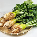 황가네농장 맛있는 가을 다발무 4kg 매일수확 산지직송 : 익산시 마을전자상거래지원단