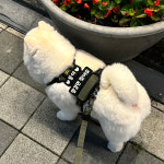 강아지 인식표 제작 벨크로 네임택 반려견 이름표 패치 S : 니즈더펫