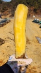 야콘 직접재배 수확 2024년 봉화 햇 야콘 4.5kg : 봉화 엘림농장