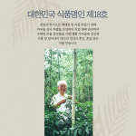 명인 신광수차 무차 세트 프리미엄 블랜딩티 스틱티백 10종 10개입 세트 : 강철 유통
