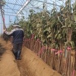 감나무 묘목 대봉감나무 묘목 접목1년 특묘 : 대성농원