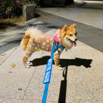 강아지 리드줄 인식표 인터라켄 리드줄 메세지택 강아지 펫티켓 산책 제작 벨크로 야광 반사 M : 니즈더펫