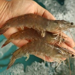 양식이 아닌 찐짜새우 서천어부의 자연산 대하새우 : 솔직한농부