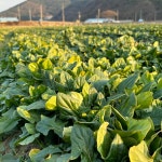 남해 해풍 맞고 자란 시금치 일반 남해초 보물초 섬초 세척시금치 산지직송 1kg 2kg : 친환경 농산물 다온팜