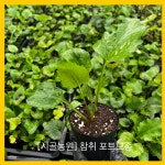 [시골농원] 참취 포트모종 5개 취나물 나물취 : 시골농원