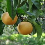 제철 고당도 배 가정용 김장용 국내산 신고 상 등급 6-14과 4kg내외 : 익산원예농협 농협이마켓