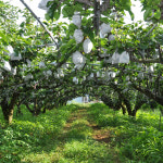 제철 고당도 배 가정용 김장용 국내산 신고 상 등급 6-14과 4kg내외 : 익산원예농협 농협이마켓