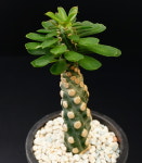 유포르비아 로이레아나 -241108  아프리카식물 농장 코덱스 선인장 에이플랜트 : 에이플랜트