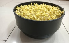 콩나물 재배기 : 그루스토어