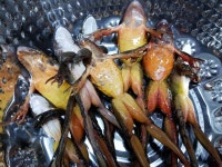 국산 토종개구리 암놈1kg 와담개구리농장 시골촌놈 : 시골촌놈