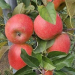 프리미엄 재즈사과 4kg, 고당도 미니황옥사과 4kg, 고당도 아리수사과 4kg, 시나노골드사과 4kg, 엔비사과 4kg : 혁이네사과농장