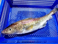[신바람 수산물] 묵호항 삼척항 대구 5마리(3.5kg 내외) : 신바람 쇼핑몰